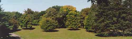 (Image of unparalleled beauty: blue sky, sunlit trees and fields of undying green grass.)